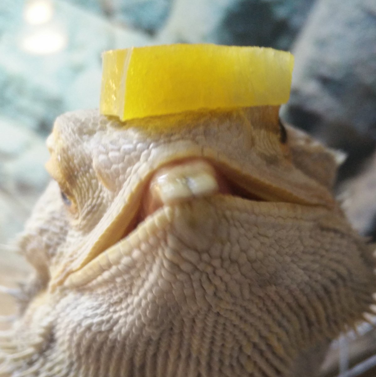 dorbein's tweet photo. #mlem #frasse #beardeddragon https://t.co/8cMGtSeXg8