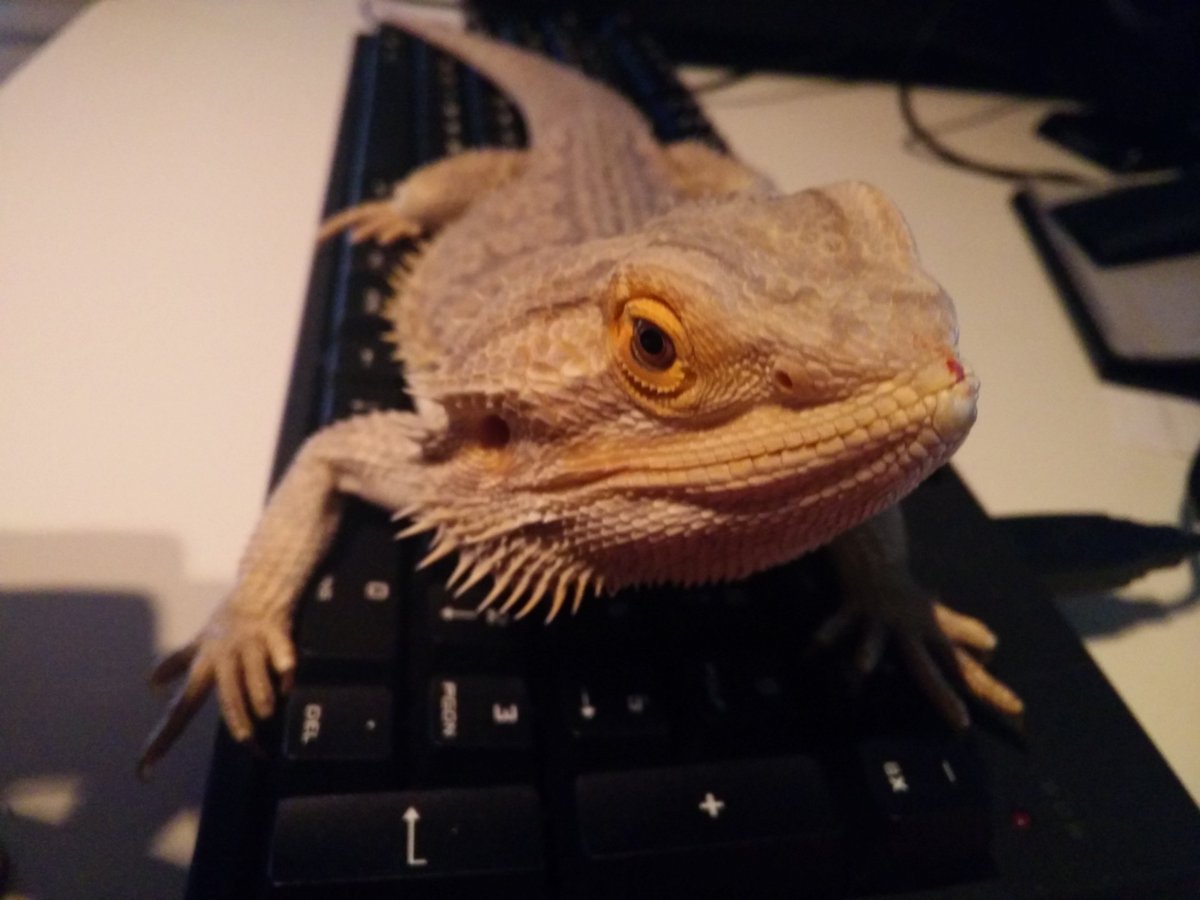 dorbein's tweet photo. gamerboi #frasse #beardeddragon https://t.co/OWY1QRUYSO