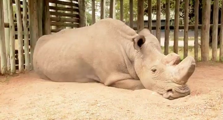 4.5 million people saw my tweet about Sudan, the last male Northern White Rhino. I've been flooded with requests about how to help. If you are inspired to contribute go to  <a href="/HelpingRhinos/">Helping Rhinos 🦏</a>. An outstanding organization doing fantastic work!