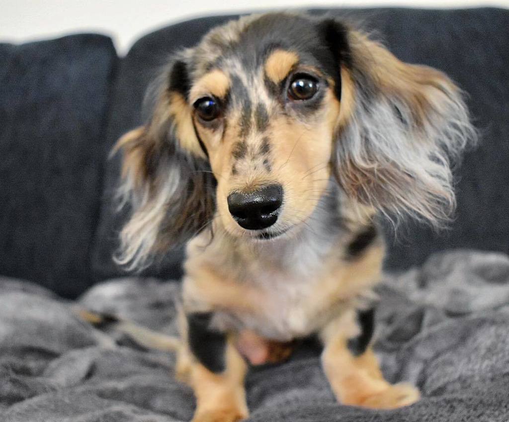 EddieMiniWeenie's tweet photo. All fluffed up and ready for Saturday night! #netflixinbed #howmuchfluffcouldafloofflufffloofifafluffflooffluffflo… https://t.co/pNzp7ZA0yx https://t.co/7niJwpVOLJ