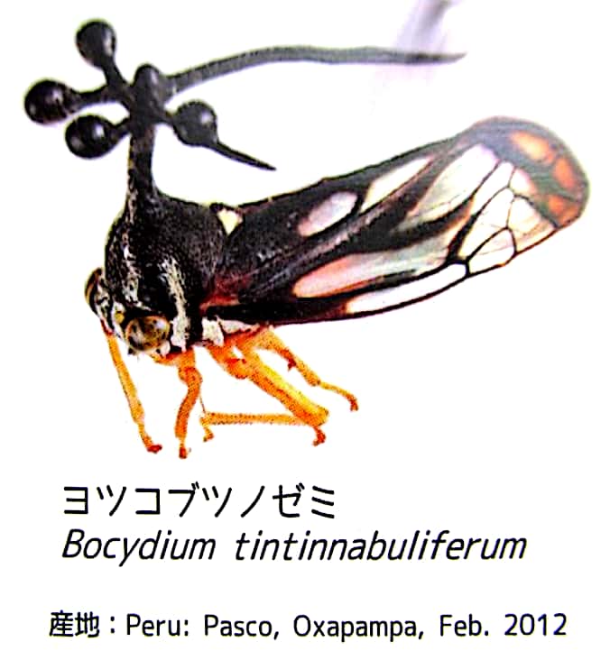 ヨツコブツノゼミの学名“Bocydium tintinnabuliferum”(ボッキディウム