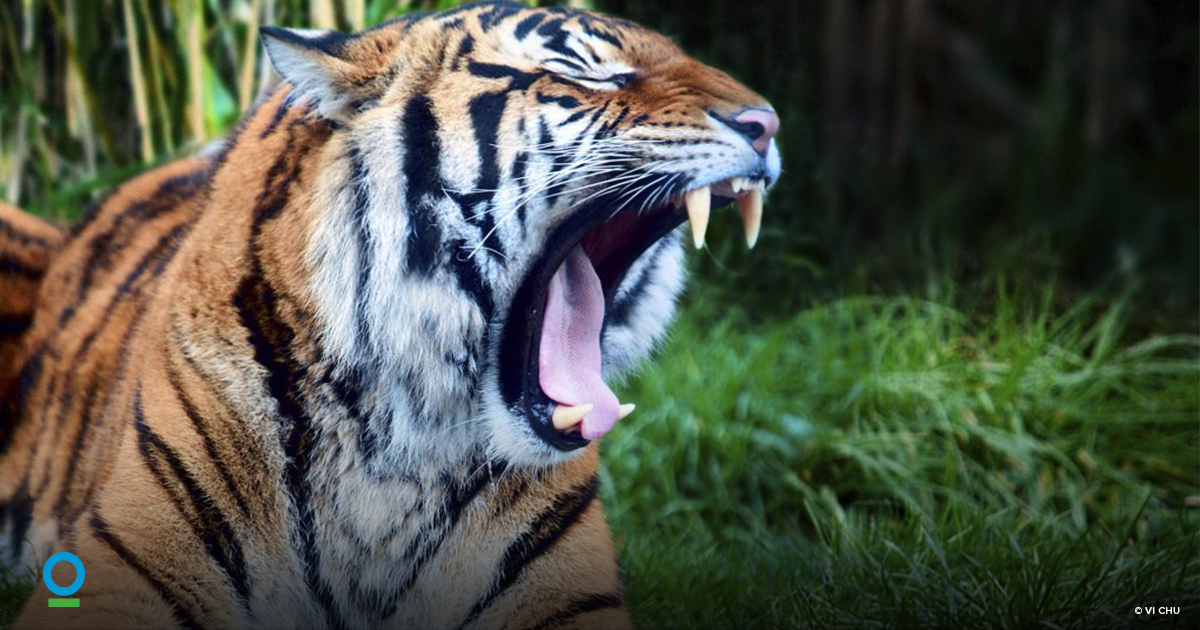 Conservation Intl (@conservationorg) on Twitter photo Got #climatechange fatigue? Watch #ClimateLab, a 6-part miniseries created by <a href="/UofCalifornia/">University of California</a> & <a href="/voxmediainc/">VoxMediaInc</a> bit.ly/2AbvZEP Got #climatechange fatigue? Watch #ClimateLab, a 6-part miniseries created by <a href="/UofCalifornia/">University of California</a> & <a href="/voxmediainc/">VoxMediaInc</a> bit.ly/2AbvZEP