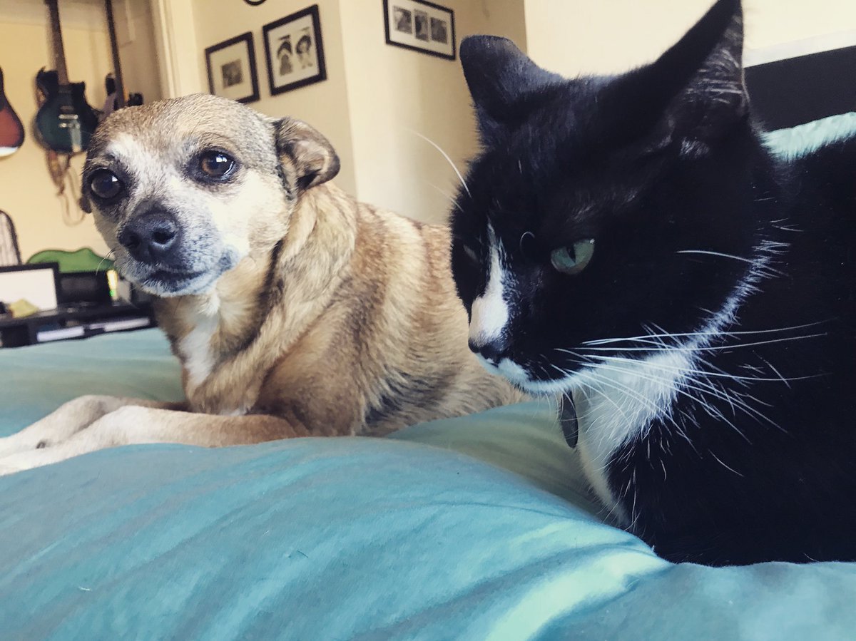 Why is this #dog sitting on my bed smiling at me? #CatsofTwitter