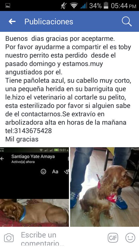 Admafosi's tweet photo. #AmigoD4PatasExtraviado
#BuscandoAToby @PoliciaColombia @CarabinerosCol @ProteccionPonal @danielapachon @kristililley @SMILELOPEZ @losbuscamos_col @AnimalesBOG @JuanDiegoAlvira @Amparo_Grisales @NoticiasCaracol @ArribaBogota @sandramazuera1 @PlataformaALTO @MarceloCezan https://t.co/Cmm2oDr5N5