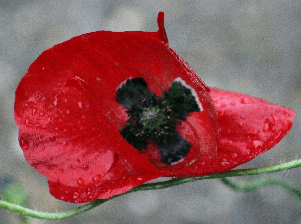 Broadsmith3593's tweet photo. They shall grow not old, as we that are left grow old: Age shall not weary them, nor the years condemn. At the going down of the sun and in the morning. We will remember them. https://t.co/ff8bWnaH81