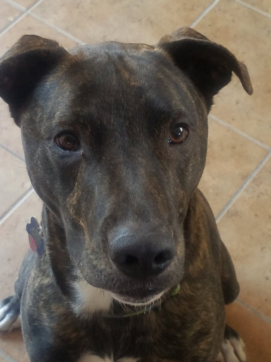 PuppaPaws's tweet photo. https://t.co/8CgQ43tlMx