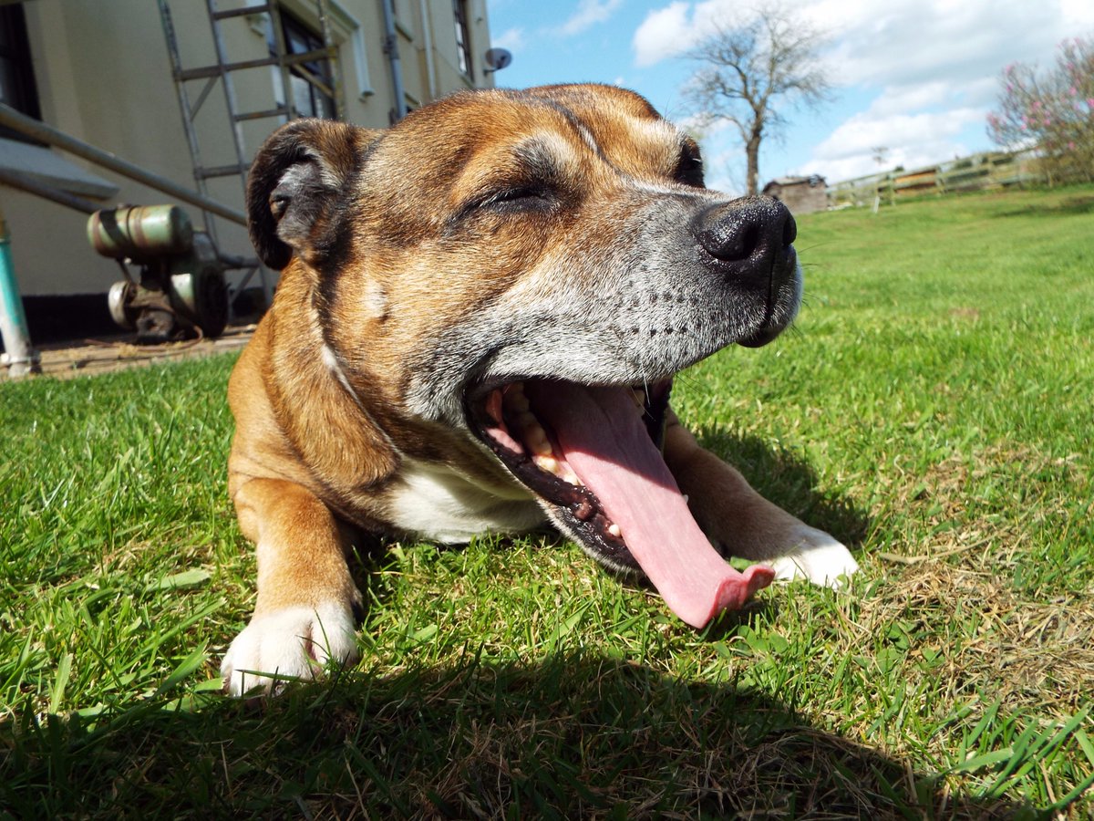 <a href="/bighead_bruce/">Big Head Bruce</a> <a href="/Blue_The_Staffi/">Blue THE Staffie</a> @EricWhylie <a href="/usainbolt/">Usain St. Leo Bolt</a> <a href="/LucieWheeler6/">Bella Blue</a> @SaffiTheStaffie <a href="/DollyDog06/">DollyThe Staffy</a> @PdStellaGlosPol <a href="/LouTheStafford/">Louis The Stafford</a> <a href="/STAFFYBULLCLUB/">STAFFY BULL CLUB UK</a> <a href="/Dogsoftwiter/">Dogs Of Twittër</a> Tongue curling is good! #TongueOff