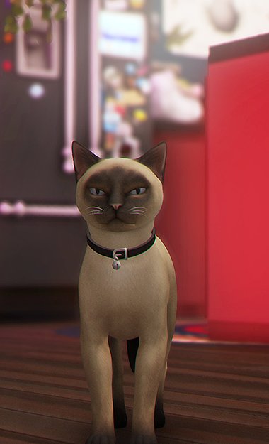 shivnotsio's tweet photo. I never knew I needed a reaction pic of my own cat judging me but I have it now so I'm content https://t.co/20qc4OYP3g
