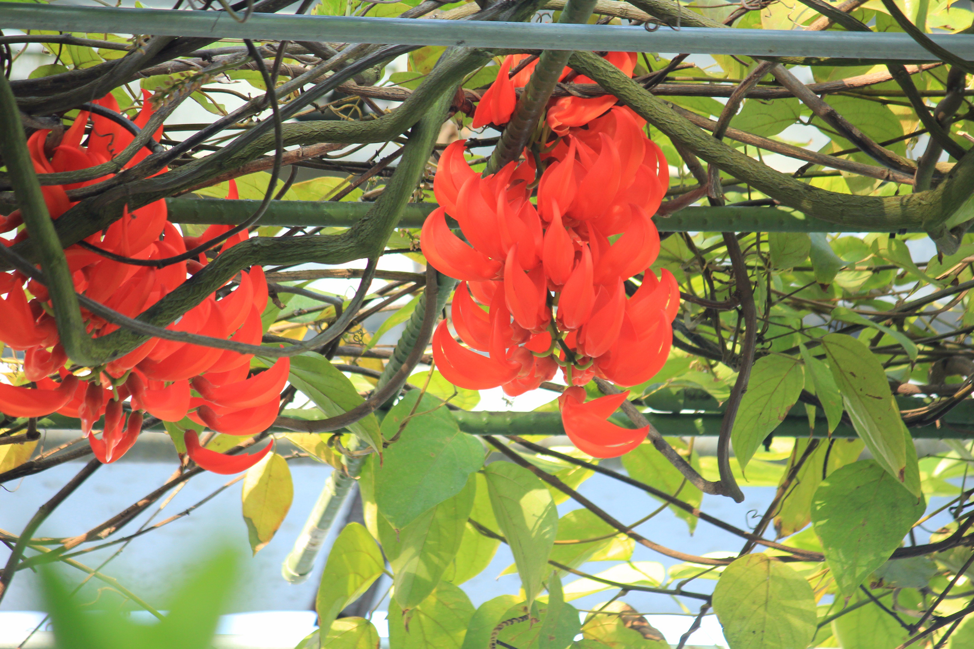咲くやこの花館 美しい朱色のこの花 は パプアニューギニア原産の ムクナ ベネッティー です 当館人気のヒスイカズラ 写真２枚目 とは 花姿がそっくりです 場所は熱帯雨林室のオオオニバスの池の向こう 距離にして6m余りありますので 写真撮影の方は