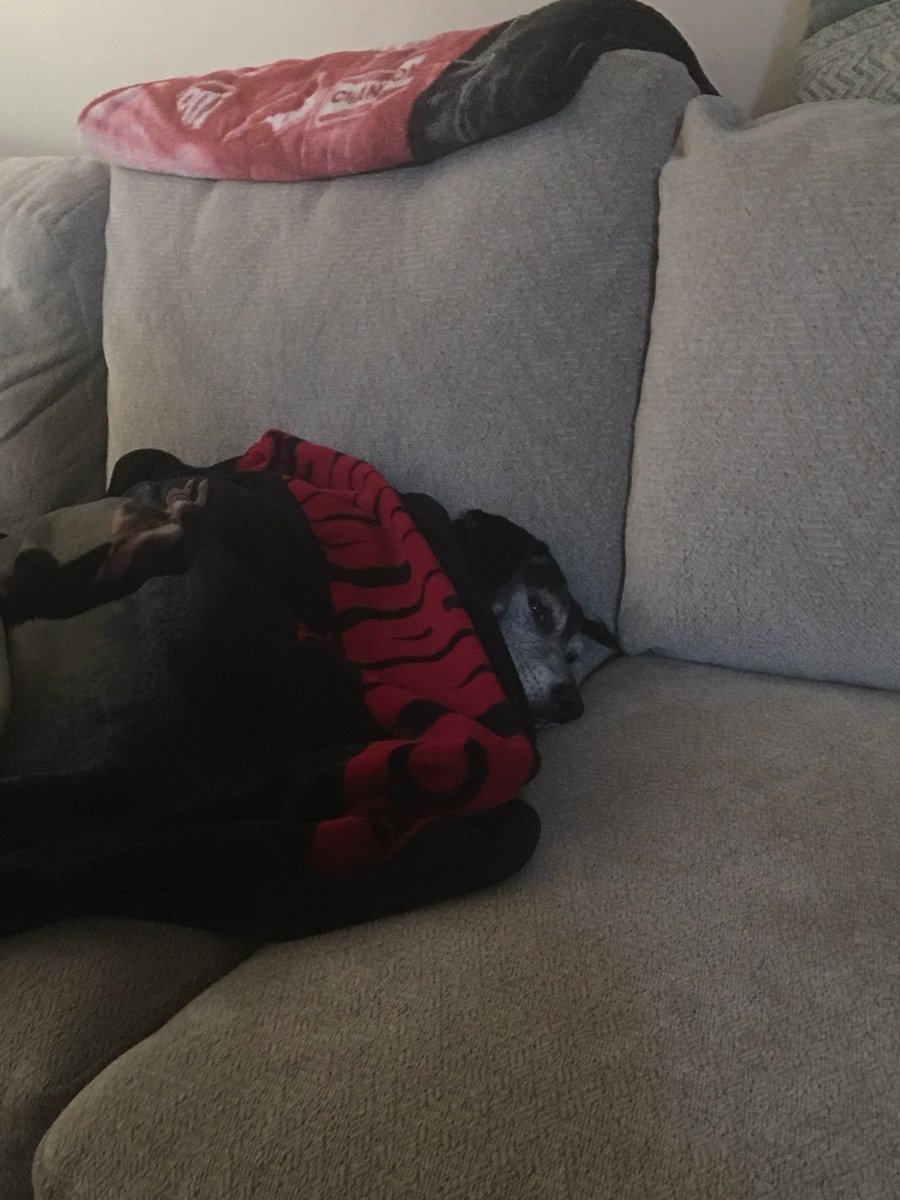 drisinger1974's tweet photo. #spoiled #lovelabs #pitbull #myworld #coldweathercuddles https://t.co/1OeOYx3oWz