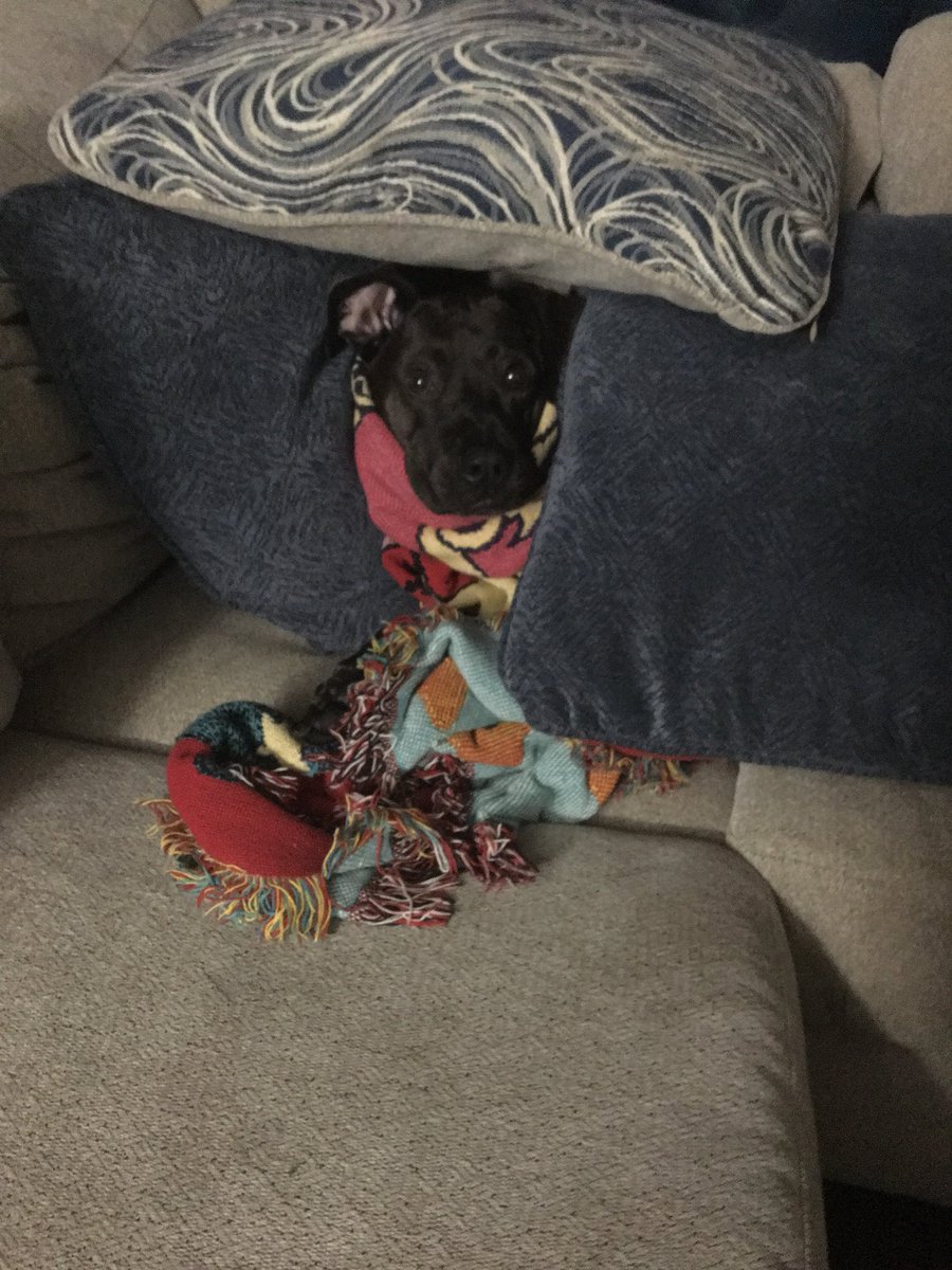 drisinger1974's tweet photo. #spoiled #lovelabs #pitbull #myworld #coldweathercuddles https://t.co/1OeOYx3oWz