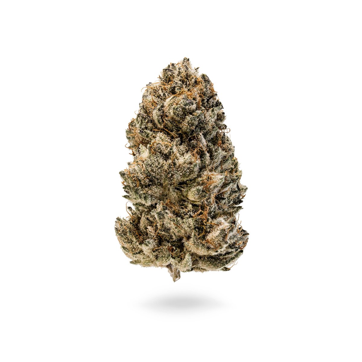NrthernEmeralds's tweet photo. FRESH DROP #NORTHERNEMERALDS #devourtheflower at Elemental Wellness #MoonstoneKush #SapphireKush @ewc_photography #elementalwellness https://t.co/ymlAChrkPS