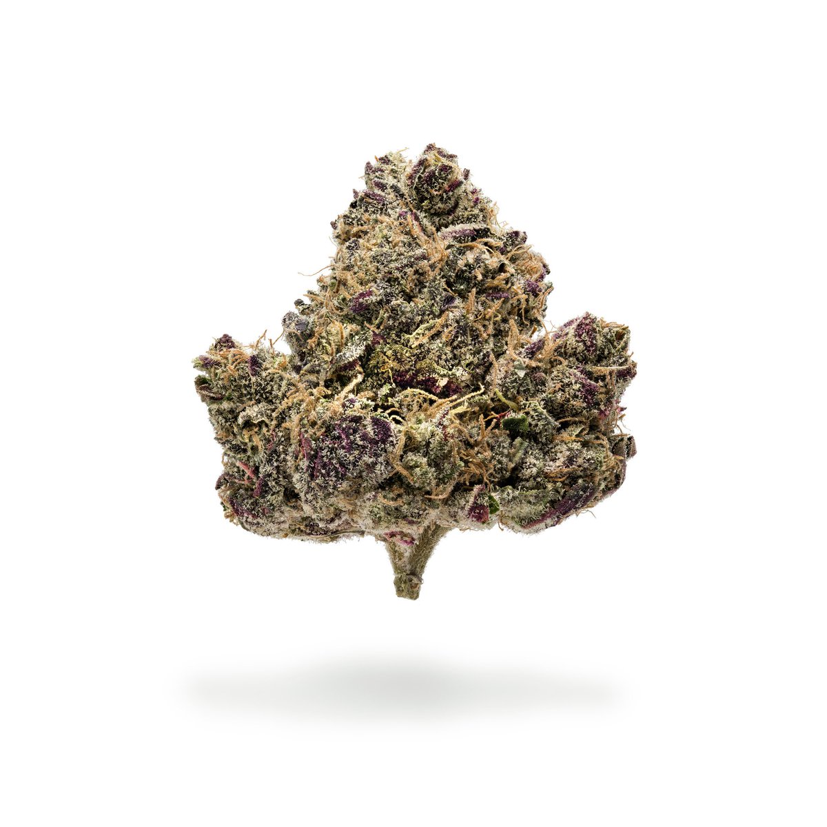 NrthernEmeralds's tweet photo. FRESH DROP #NORTHERNEMERALDS #devourtheflower at Elemental Wellness #MoonstoneKush #SapphireKush @ewc_photography #elementalwellness https://t.co/ymlAChrkPS