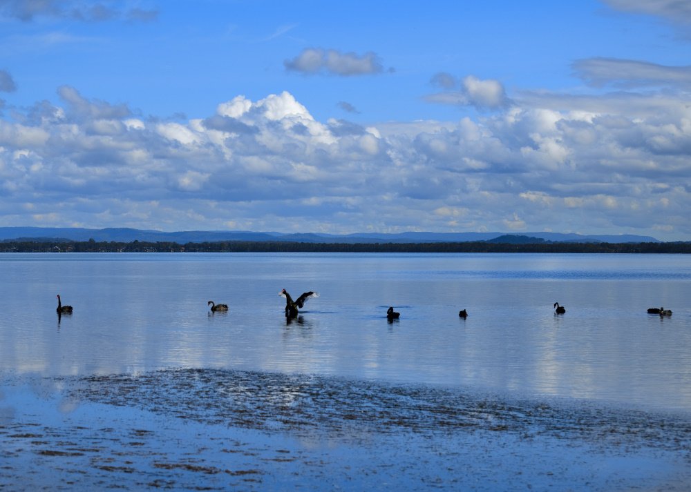 LScapePhotoArt's tweet photo. #Swanlake #Showpony https://t.co/whJSWvT9Lo