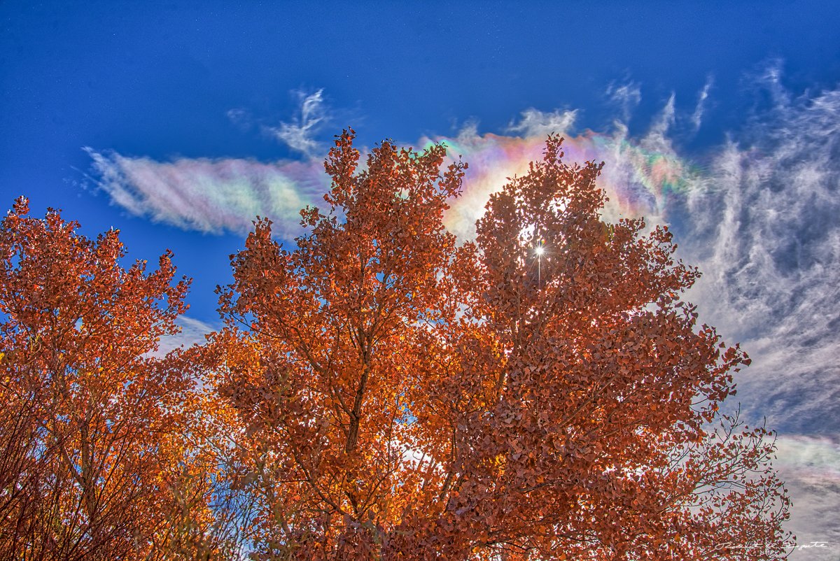 Iridescent clouds at Bosque del Apache NWR, New Mexico today. Had to get behind a tree to attenuate the sun. Very rapidly changing but very bright. <a href="/KRQEMark/">News Junkie</a> <a href="/NewMexicoTrue/">New Mexico True</a> <a href="/ByronKOAT/">Byron Morton KOAT</a> <a href="/KOB4/">KOB 4</a> #nmwx <a href="/NewMexico/">New Mexico TRUE</a> <a href="/USFishWildlife/">US Fish and Wildlife</a>