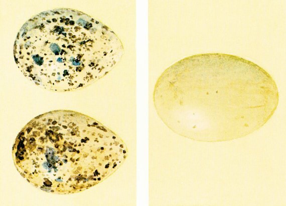 Identifying Bird Eggs Chart