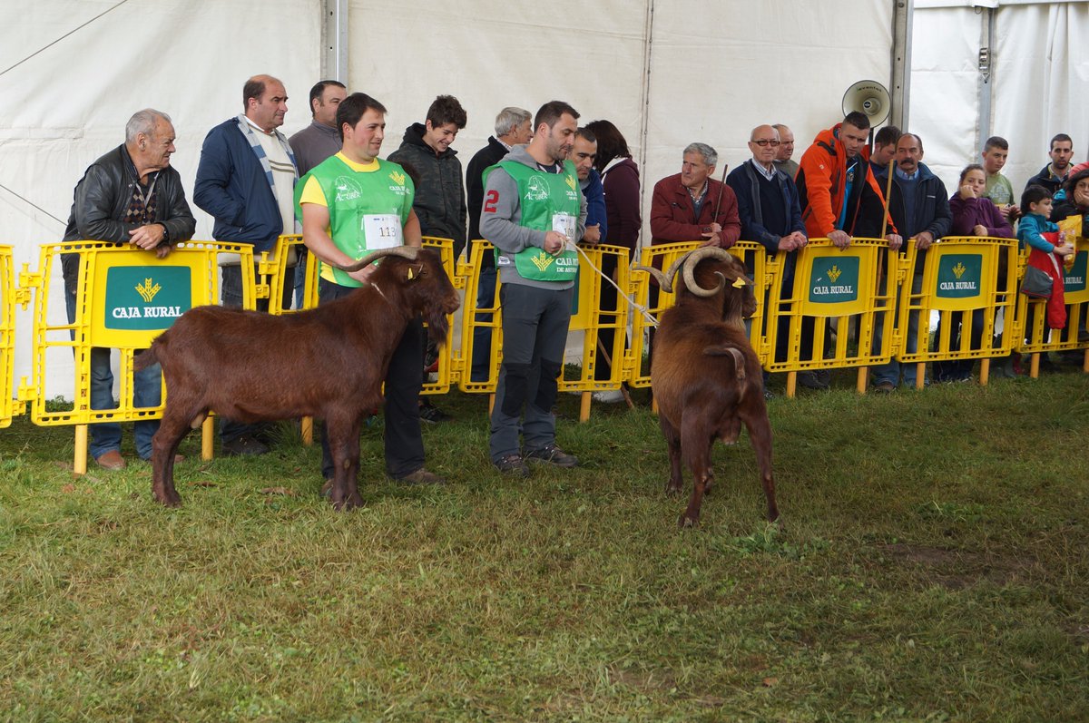 CampodeAsturias's tweet photo. El Campo de Asturias en Corao. XXXIII Muestra Ganadera de la raza Asturiana de la Montaña y XVII Concurso Nacional de Cabra Bermeya  #aseamo #acriber https://t.co/Zcg6hF7oCZ