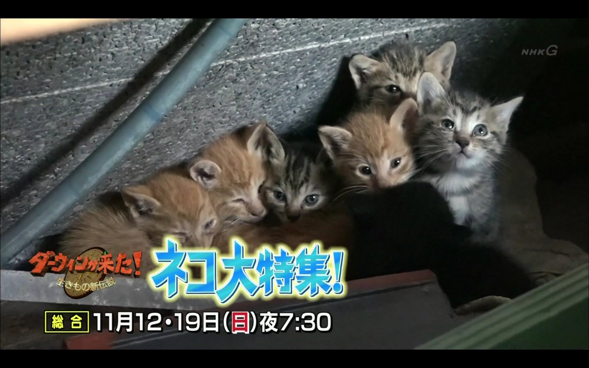 تويتر わび さび على تويتر ２週連続 ねこ大特集 今夜19 30 世界ネコ歩き の 岩合光昭 も出演とか ダーウィンが来た ねこ ぬこ T Co F1yrrqdovq