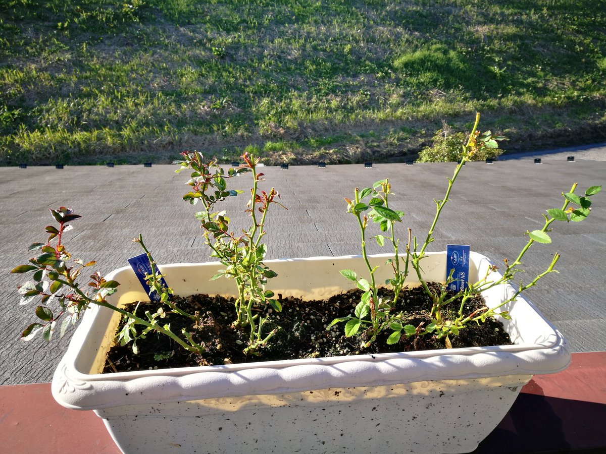 褐斑病 Traola Twitterren