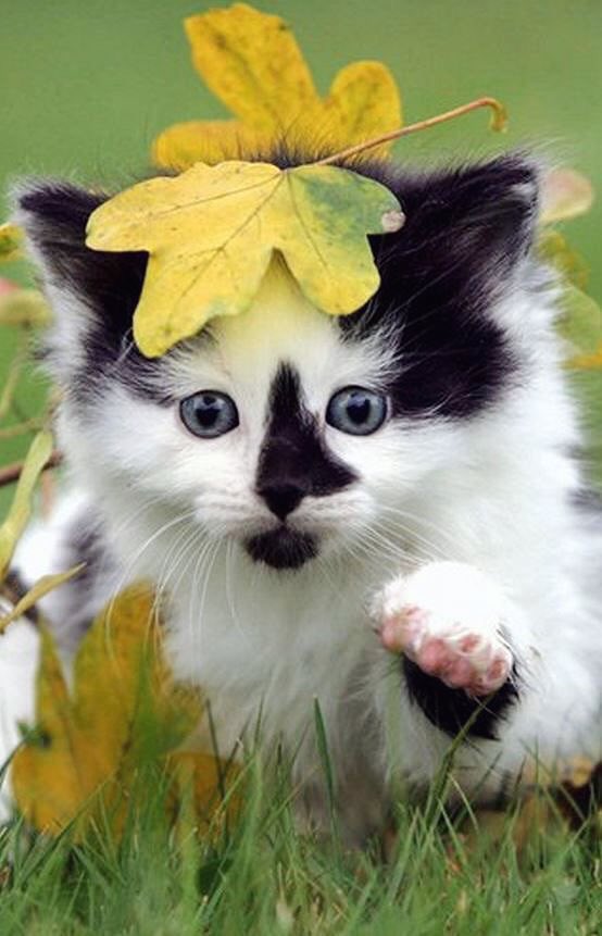 @LOV_IMAGES 
🍀🎀 Happy Birthday 🎀🍀 dear Annie 😸🎵💞
 Bon anniversaire ! Tu es mon précieux ami 🎁🎉🎂🎈
Bonne fête, que tous tes vœux se réalisent ! 😉😘👍🤗
