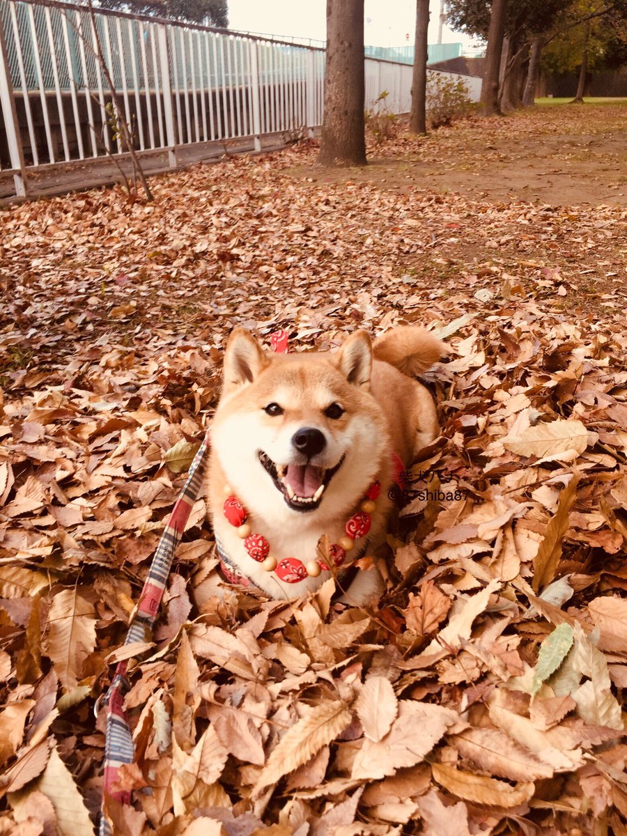 柴犬ハナ 待ち受けー 飽きるまで使っていーよー 柴犬ハナ 待ち受けー 飽きるまで使っていーよー