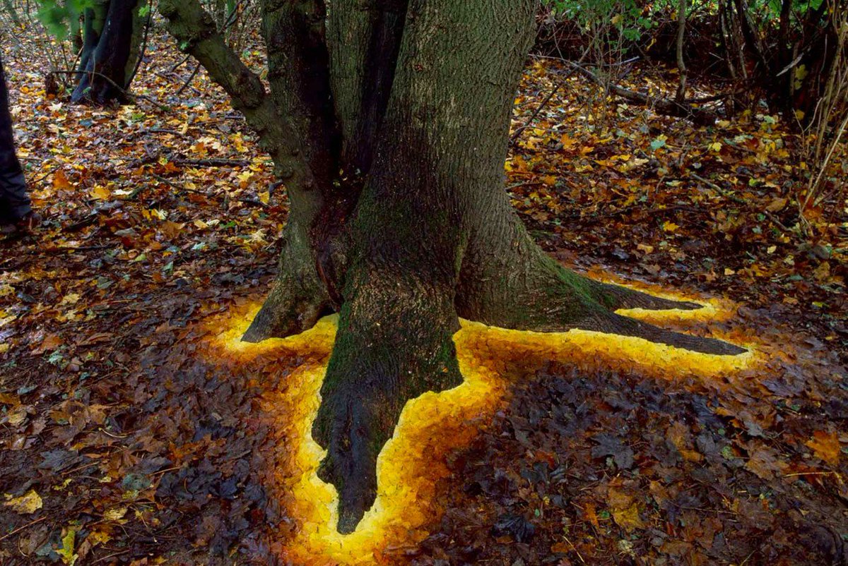 朗読p Et Al さっきのピカチュウの葉っぱアートで思い出したけど Andy Goldsworthy アンディ ゴールズワージー というアーティスト めっちゃ好きなのでもっと知られてほしい 自然物を使って 自然じゃないような幻想的な作品を生み出すことに定評が