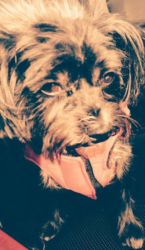 ChloeStrong13's tweet photo. She has new hair and new coat pink! https://t.co/MStaTZDKmm