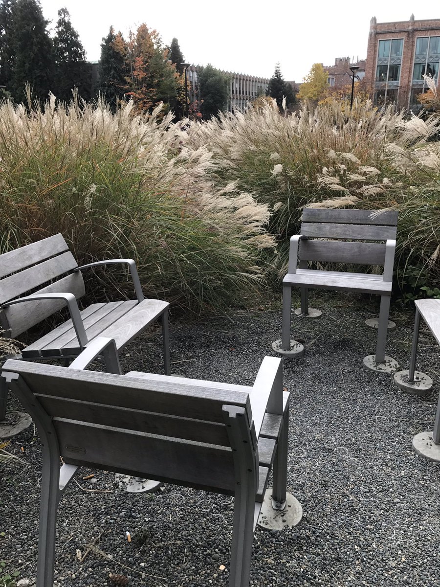 narisa_lin's tweet photo. These #pampasgrass on the @UW campus makes the perfect Instagram spot! Its located on the left hand side of the HUB's main entrance #360NN #JRLWeb https://t.co/2A1MdGXw5W