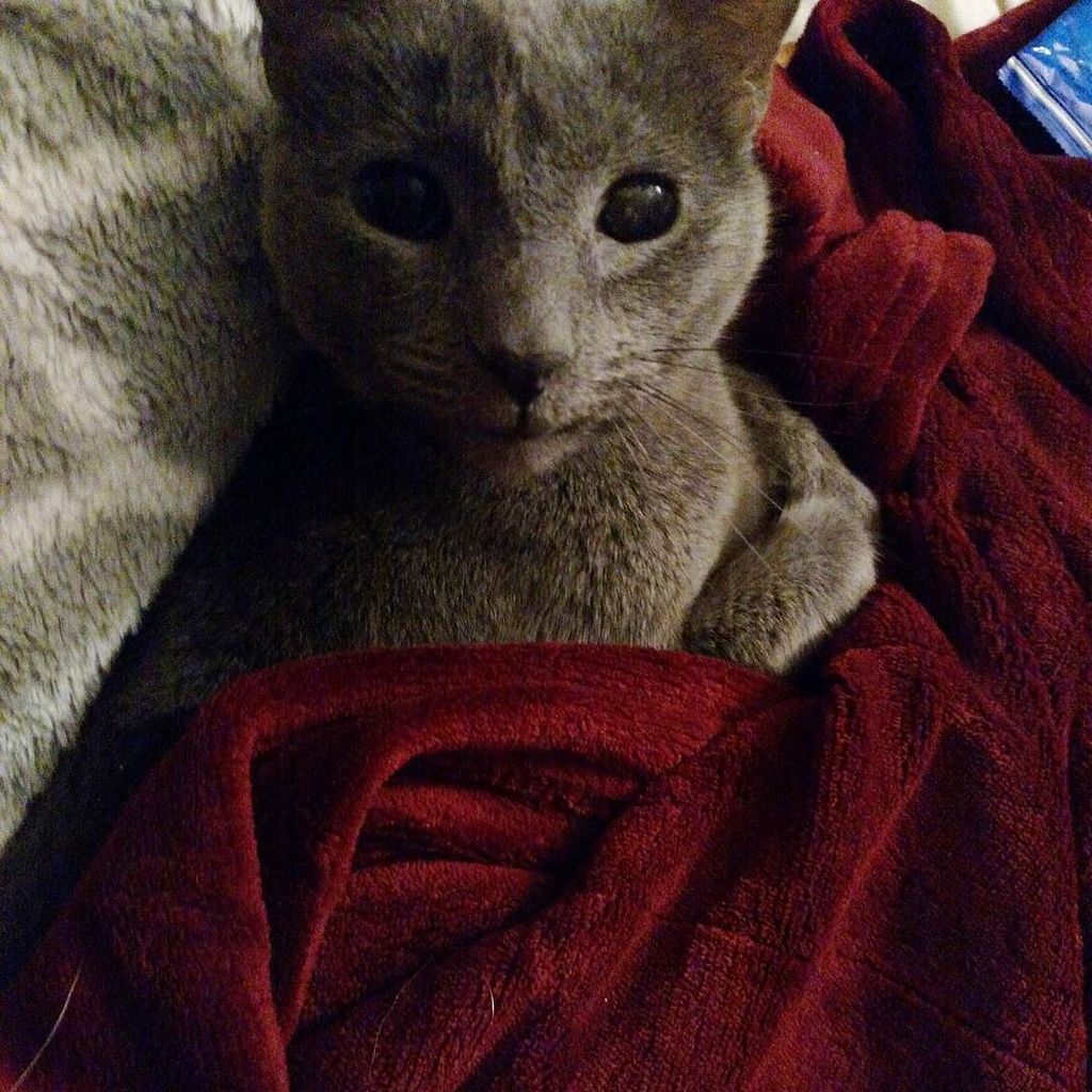 herdingcats2012's tweet photo. And I'm all why, Human? Why? Why would you make me live where the air hurts my whiskers? Imma #SouthernCat why you doing this to me? Why? I… https://t.co/bw4n0AONCL
