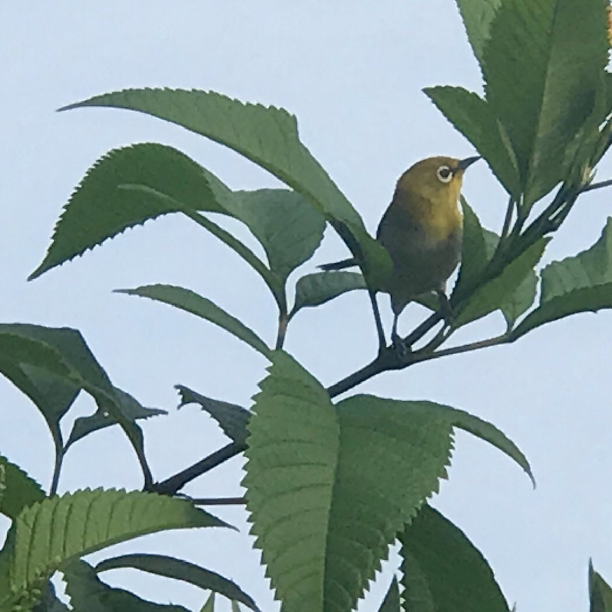 Sighted a new bird in the  #HomeGarden 