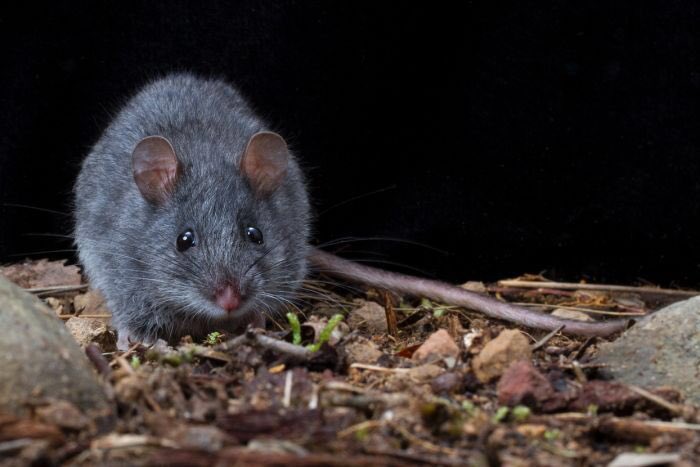 #fakegnus “Rodents are introduced pests”. Most Australians have never heard of the ~70 species of native #ozrodents, many of which are endemic and threatened with extinction. Plus, they are super cute! Just look at this smoky mouse (Photo: David Paul, Museums Victoria) #wildoz