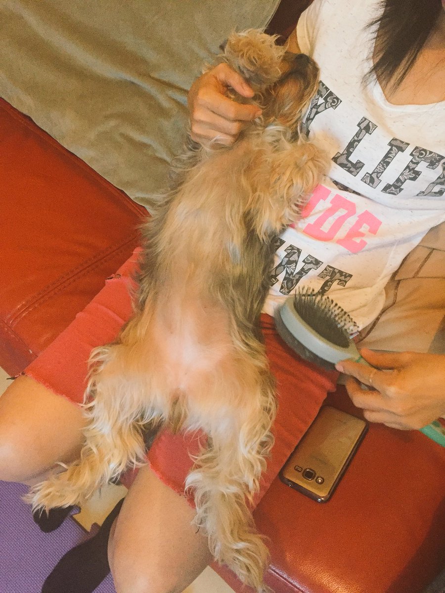 Loopylola the yorkie tweet media