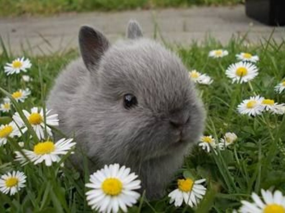 ThePetsDialogue's tweet photo. Do you know the tiniest rabbit breed you could have as a pet? ⬇️

https://t.co/9BYd02YedV

#rabbit #Rabbitty #rabbits #rabbitsofinsta #rabbitsofinstagram #SGnews #rabbitsg #sgrabbits #Singapore #magazines #contributorday #petsmilenews #petsofinstagram #petstagram https://t.co/3YNGLZbtbF