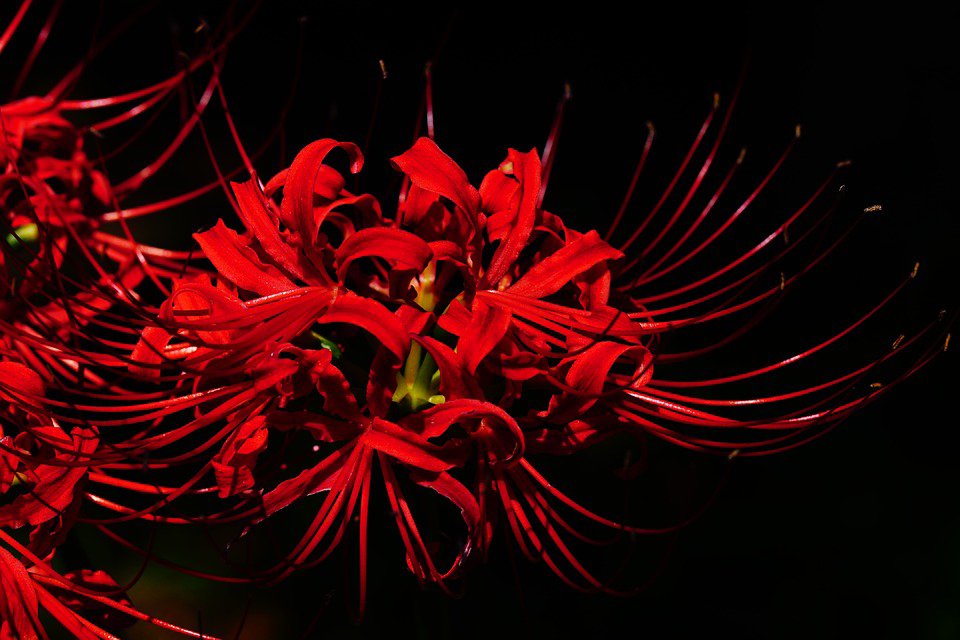 Letter_flowers's tweet photo. 【彼岸花】

「曼珠沙華」という別名でも呼ばれており「天界に咲く花」という意味を表しています。

その一方で「地獄花」「死人花」という不吉な名前でも呼ばれています。

花言葉は『想うはあなた一人』 #花から手紙 https://t.co/D5ihQtsoAQ