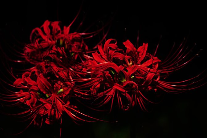 Letter_flowers's tweet photo. 【彼岸花】

「曼珠沙華」という別名でも呼ばれており「天界に咲く花」という意味を表しています。

その一方で「地獄花」「死人花」という不吉な名前でも呼ばれています。

花言葉は『想うはあなた一人』 #花から手紙 https://t.co/D5ihQtsoAQ