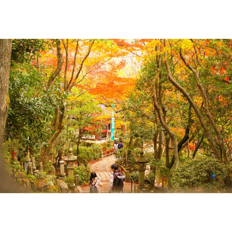 nemy____'s tweet photo. 紅葉🍁
綺麗だった！楽しかった！ https://t.co/SqHSZCF51S