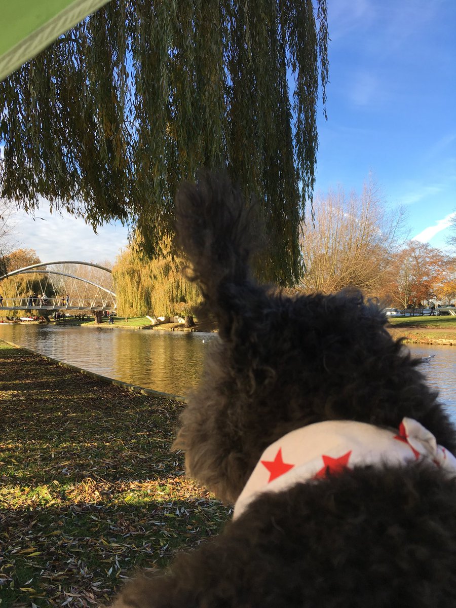 StarClubRowing's tweet photo. A dogโs view of the finish #StarHead https://t.co/4x9fe4WagJ