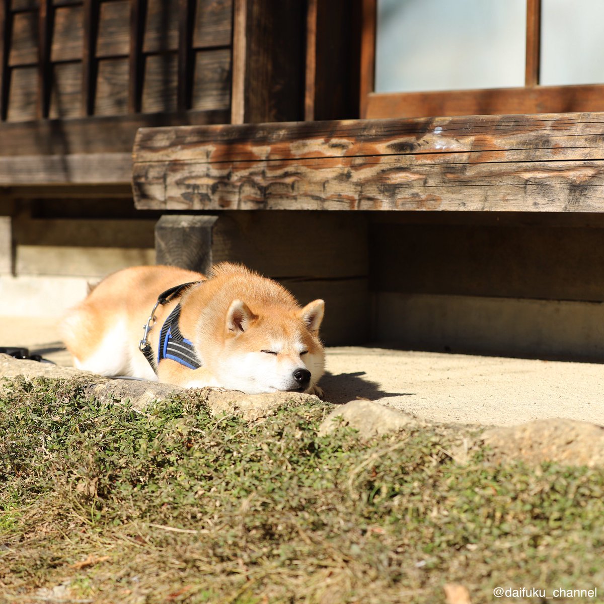 柴犬だいふく 今日は山梨県に行ってきたよ のどかな茅葺集落でお散歩中からの寝落ち おやふくなさ い Bask In The Sun 西湖いやしの里根場 ブログも更新したよ 今日はブラだいふく Lineスタンプと着せかえ販売中