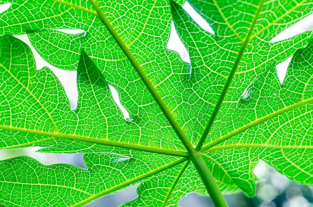 ThomsonZeroPs's tweet photo. #nature #photography #Nikon https://t.co/WAtIUIZha6