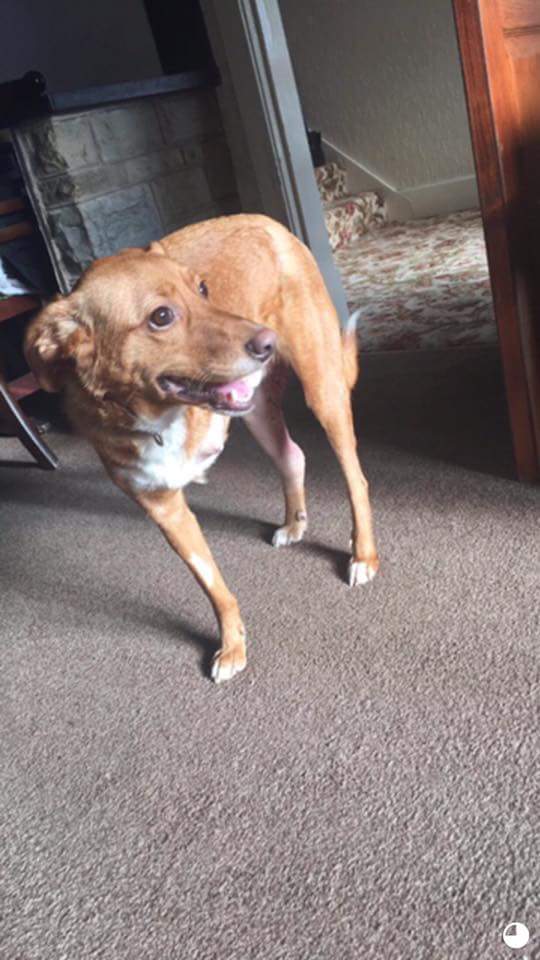 Find Tripawd Toby (@findtripawdtoby) on Twitter photo ***CONFIRMED SIGHTING 18/11/17***
#Mexborough Please keep your eyes peeled and report any sightings immediately <a href="/DUFConeclub/">Denaby United FC</a> @DenabyMainJFC <a href="/conisboroughcol/">Conisborough College</a> <a href="/ConisbroughMF/">Conisbrough MF</a> <a href="/Mexboroughbiz/">Mex Business Centre</a> <a href="/yorkshirepost/">The Yorkshire Post</a> <a href="/mercnews/">Mercury News</a> <a href="/DenabyUnitedJFC/">Denaby united JFC</a> <a href="/JfcMain/">Denaby Main JFC</a> ***CONFIRMED SIGHTING 18/11/17***
#Mexborough Please keep your eyes peeled and report any sightings immediately <a href="/DUFConeclub/">Denaby United FC</a> @DenabyMainJFC <a href="/conisboroughcol/">Conisborough College</a> <a href="/ConisbroughMF/">Conisbrough MF</a> <a href="/Mexboroughbiz/">Mex Business Centre</a> <a href="/yorkshirepost/">The Yorkshire Post</a> <a href="/mercnews/">Mercury News</a> <a href="/DenabyUnitedJFC/">Denaby united JFC</a> <a href="/JfcMain/">Denaby Main JFC</a>