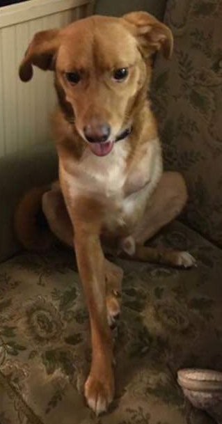 FindTripawdToby's tweet photo. ***CONFIRMED SIGHTING 18/11/17***

#Mexborough Please keep your eyes peeled and report any sightings immediately  
#TimeToComeHome @wathupondearne @WathCricketClub @OutwoodAdwick @PasturesLodge @riverlevel_2232 @CrownInnJJs  https://t.co/piuAWb1tKk https://t.co/6uy1ZK11gC