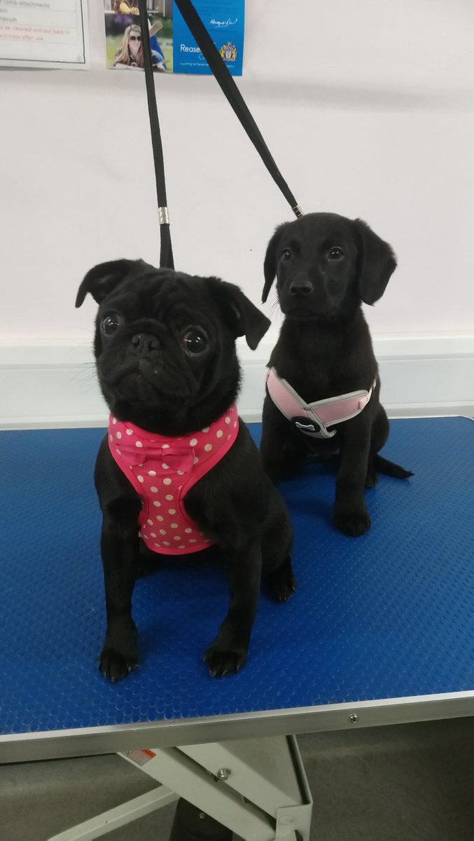 RHC_Canine's tweet photo. Cute puppy over load in the groom room, come book in canine@reaseheath.ac.uk or 01270613166
#grooming #puppylove #reaseheath https://t.co/YENjHIvRvj