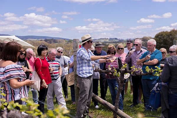 A curated 'old-fashioned luxury' experience: the 2017 Vino Express for #OrangeWineFestival 📷 at Swinging Bridge Wines buff.ly/2mlnCUr #VinoExpress #SilverCompassTours @sbwine