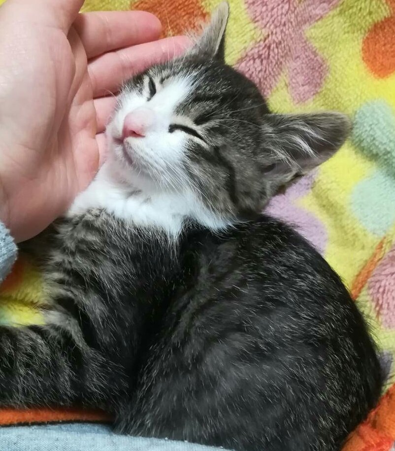 ツカサ on Twitter "メルカリで貰ったんだと、 カワイイ〜 にゃんにゃんにゃん…