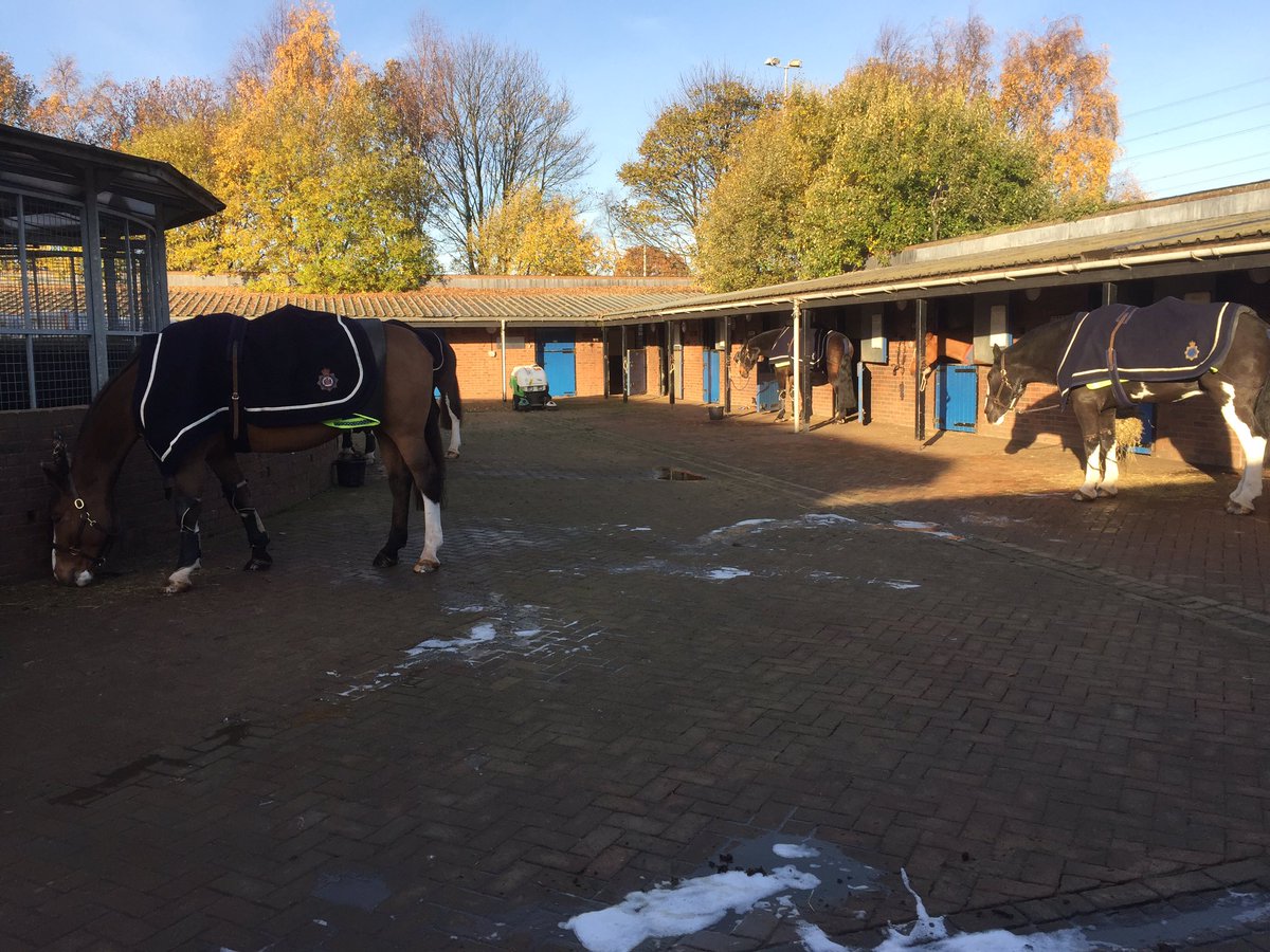 WYPHorses's tweet photo. 8 horses at the Leeds v Middlesbrough game. Come and say hello if you see us https://t.co/uEZV5KfDtO