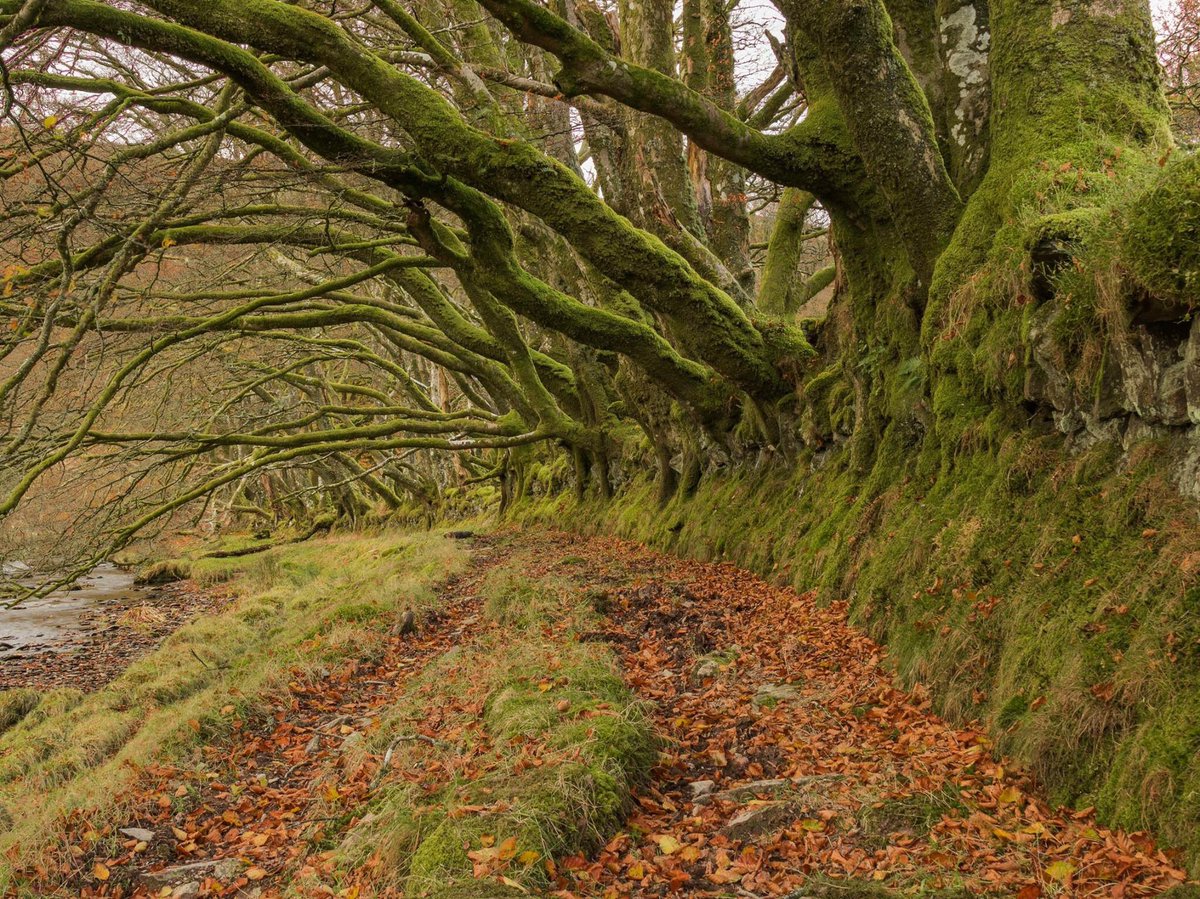 Exmoor_Reise's tweet photo. Uralte Bäume,moosbedeckt, sind Teil einer Hecke entlang  des Flusses Barle.
#Augenblicke #Atempause
#Exmoor 🍂
📷Rob Davey https://t.co/EzBKOeFEKG
