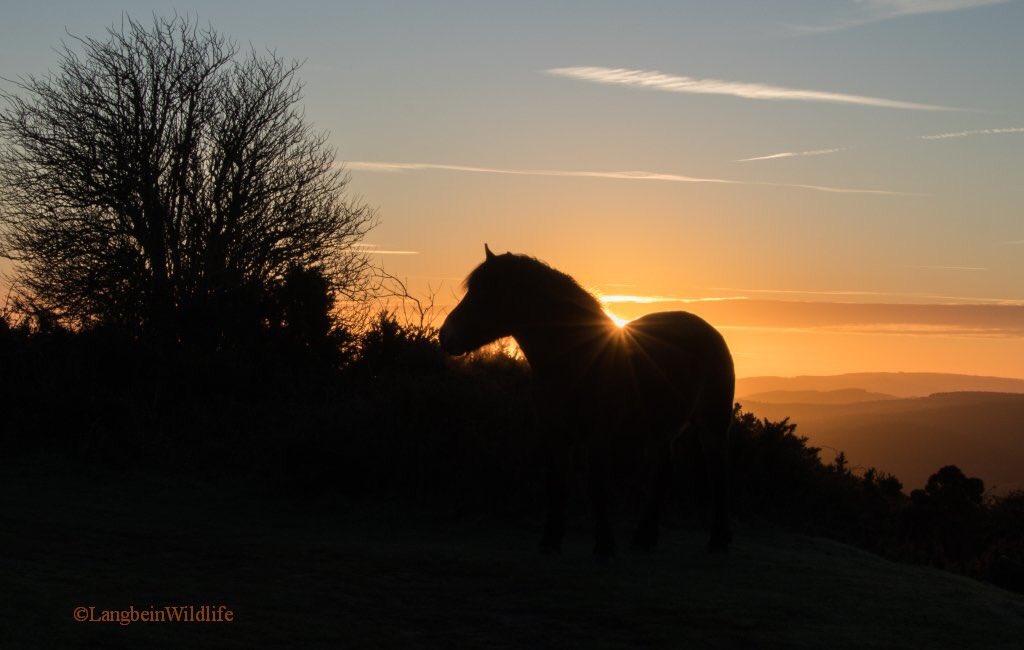 Exmoor_Reise's tweet photo. Sonnenaufgang im #Exmoor. 
Fotografiert von @JoLangb 
#Atempause #Augenblicke 🍂 https://t.co/NSCLbYoDeu