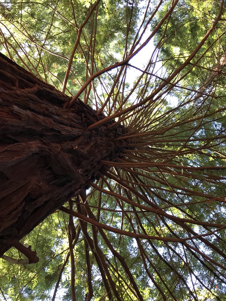 santander_app's tweet photo. Sabíais que tenemos un bosque de secuoyas immmmmmmpresionante??? 🤩
#Cantabria #CantabriaInfinita https://t.co/iq6C9YccBw