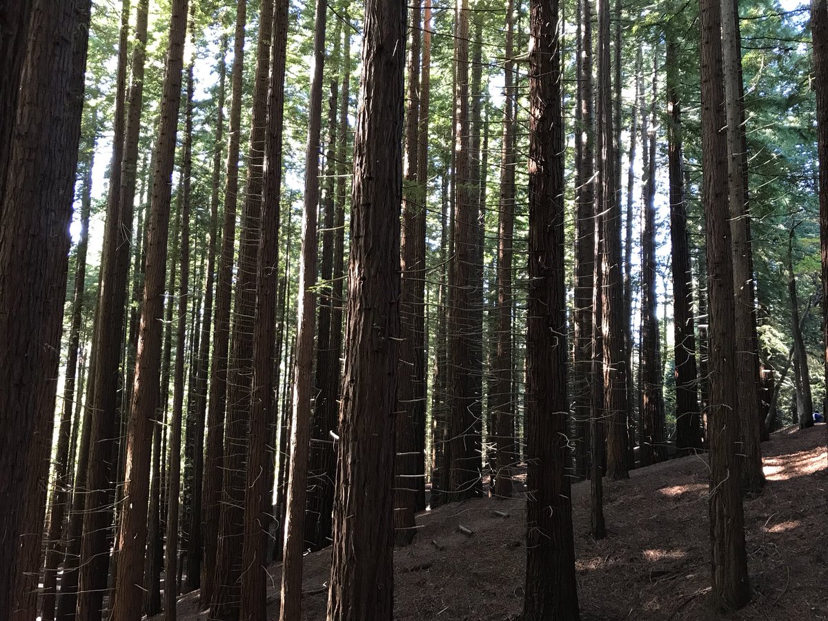 santander_app's tweet photo. Sabíais que tenemos un bosque de secuoyas immmmmmmpresionante??? 🤩
#Cantabria #CantabriaInfinita https://t.co/iq6C9YccBw