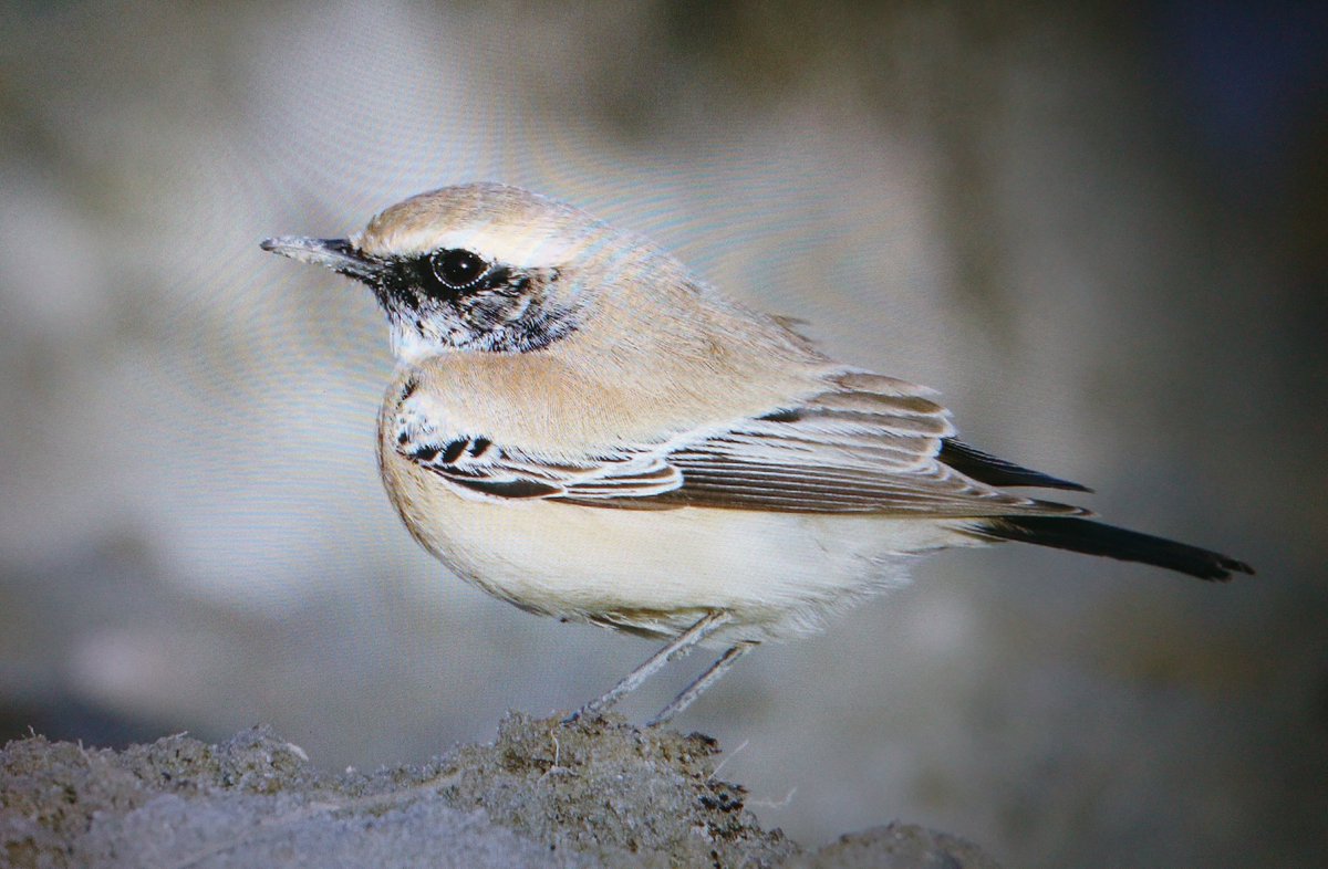 DutchKnights's tweet photo. Desert Wheatear still present this morning @Schiphol Airport. @dutchbirding @waarneming
#bocshot #birding #twitch #airplaneassistance? https://t.co/VFOo1mBI3K